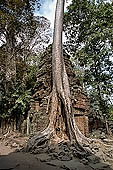 Ta Prohm temple - silk-cotton trees rising over the ruins